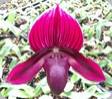 Paph. Yi Ying Santa Claus